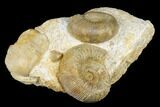 Beautiful Pair Of Ammonites (Cadomites & Stephanoceras) - France #175126-4
